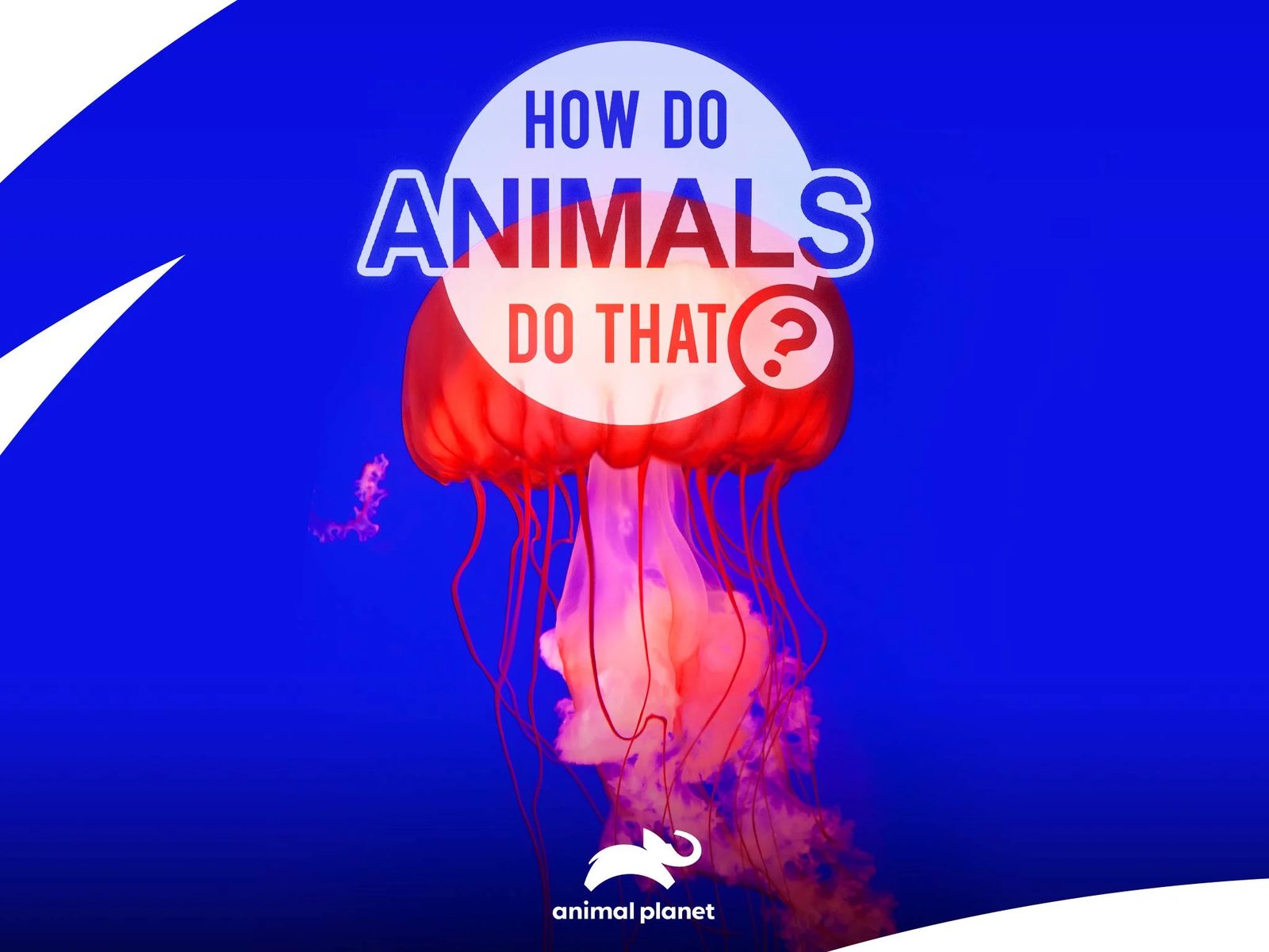 How Do Animals Do That? key art