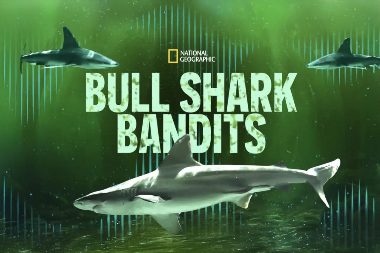Bull Shark Bandits key art
