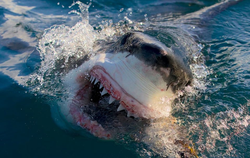 Mega Sharks of Dangerous Reef still