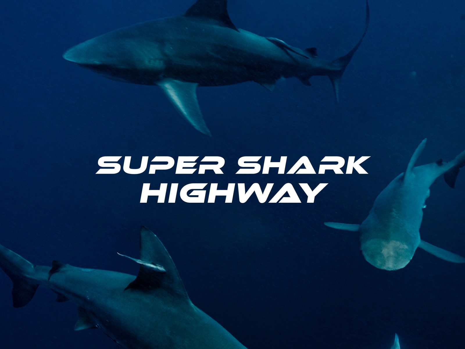 Super Shark Highway key art