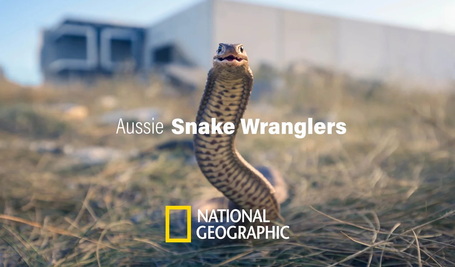 Aussie Snake Wranglers key art
